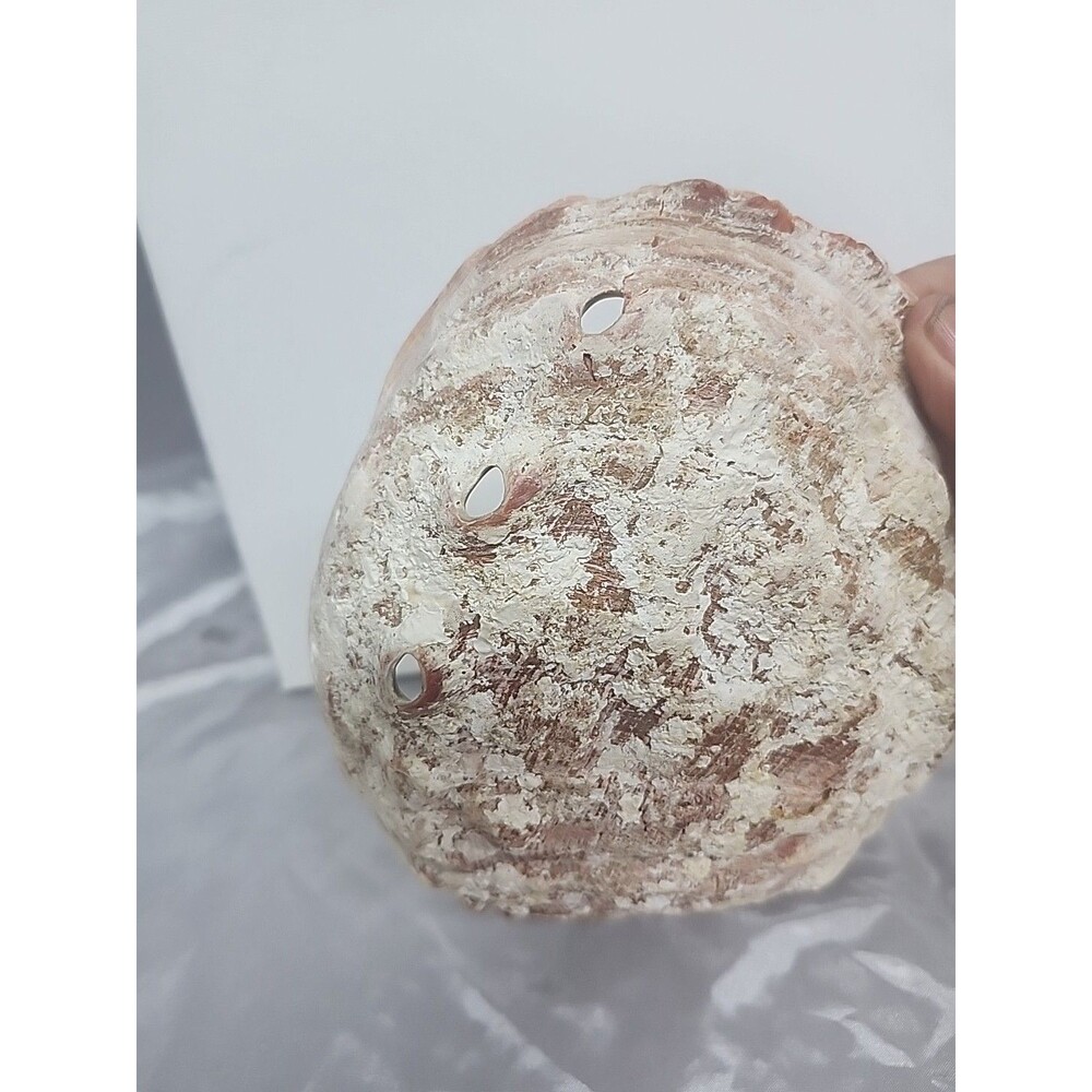 Large 7.5 x 6" Red Abalone Haliotis Rufescens Shell,  medium/large - Picture 4 of 8